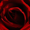 particolari della rosa
